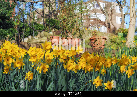 Schöne Blumen gelbe Narzissen im Garten. Stockfoto