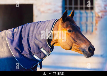 Thoroughbredpferd Profil Portrait bei Sonnenuntergang Stockfoto