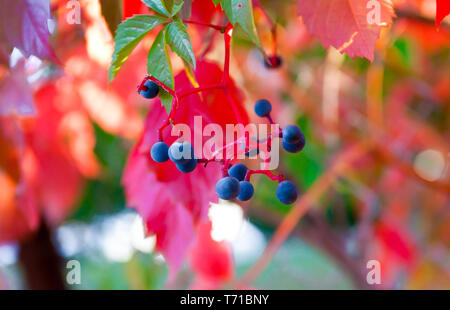 Kleine Haufen von schwarzen Trauben Stockfoto