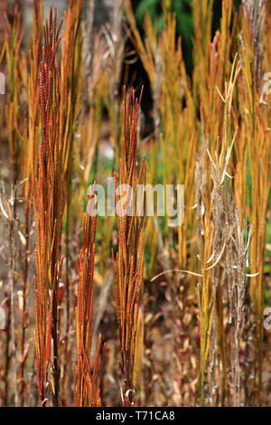 Haarige rock Kresse [Arabis hirsuta] Stockfoto