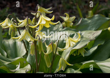 Erythronium "Pagode" ein gelbes fließende Feder Glühlampe in die Lilie Familie in einem schattigen Garten, Berkshire, April Stockfoto