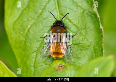 Tawny Bergbau, Andrena fulva, einem weiblichen ruht auf einem mispel Blatt im Frühjahr, Berkshire, April Stockfoto