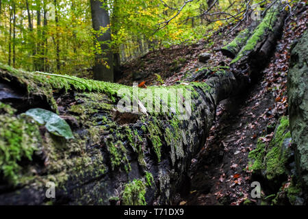 Moos wächst an gefallenen Baum im Wald Stockfoto