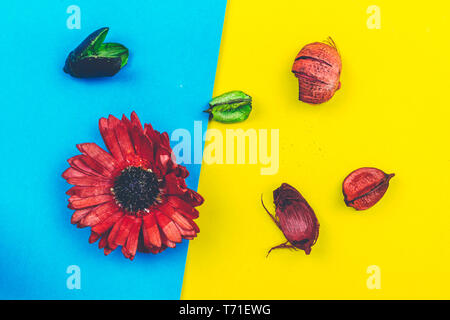 Rote Blume auf farbigen Hintergrund Stockfoto