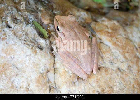 Laubfrosch oben Stein verstecken durch Einstellen der Haut Stockfoto