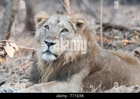 Assistic Lion Potrait Stockfoto