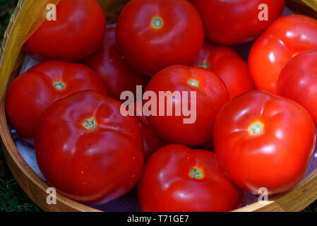 Rote Tomaten gesammelt und bereit, gegessen zu werden. Stockfoto