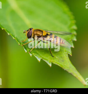 Eine Makroaufnahme eines hoverfly ruht auf die grünen Blätter der Hortensie Bush. Stockfoto