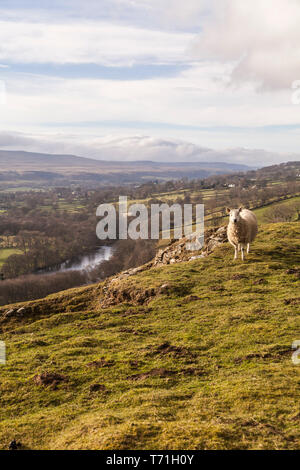 Einen malerischen Blick auf die teesdale Landschaft mit dem Schafe auf die Berge in der Nähe von Middleton in Teesdale, England, Großbritannien Stockfoto