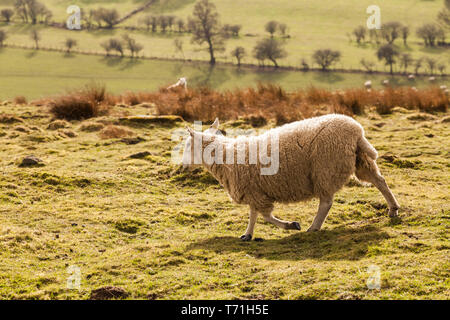 Einen malerischen Blick auf die teesdale Landschaft mit dem Schafe auf die Berge in der Nähe von Middleton in Teesdale, England, Großbritannien Stockfoto