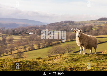 Einen malerischen Blick auf die teesdale Landschaft mit dem Schafe auf die Berge in der Nähe von Middleton in Teesdale, England, Großbritannien Stockfoto