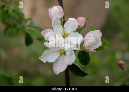 Schönen Frühling Blumen. Apple Blossom. Zweig des Baumes mit Blumen. Blühende Bäume. Apple. Garten. Stockfoto