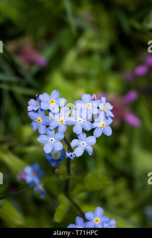 Frühling Blumen im Garten. Vergiss mich nicht Blumen. Myosotis. Herzform. Hellblau Blumen im Park. Stockfoto