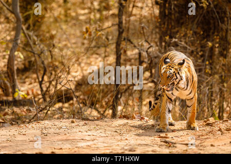 Tigerin, Bengal Tiger (Panthera tigris) in Bandhavgarh National Park in der Umaria Bezirk der zentralen indischen Bundesstaat Madhya Pradesh Stockfoto