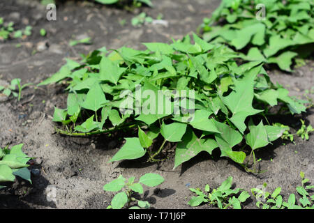 Wachsende süsse Kartoffeln, Süßkartoffeln im Gemüse Garten Stockfoto