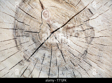 Baum-Stamm-Hintergrund Stockfoto