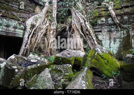 Die Ruinen der Tempel Ta Prohm Stockfoto