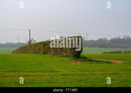 Wind pause Hecken in der Mitte der Flächen gepflanzt Stockfoto