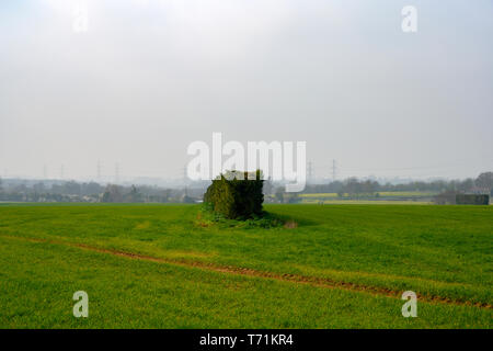 Wind pause Hecken in der Mitte der Flächen gepflanzt Stockfoto