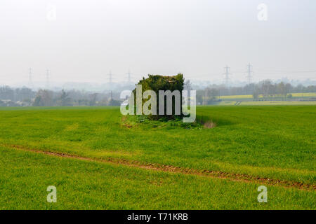 Wind pause Hecken in der Mitte der Flächen gepflanzt Stockfoto