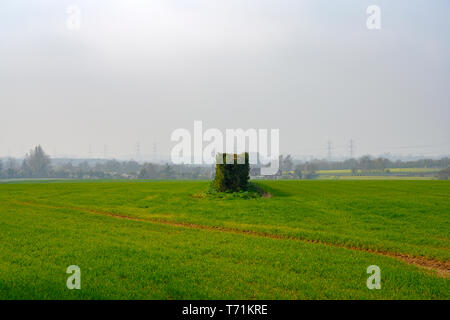 Wind pause Hecken in der Mitte der Flächen gepflanzt Stockfoto