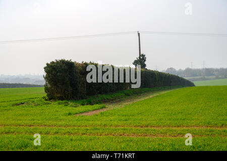 Wind pause Hecken in der Mitte der Flächen gepflanzt Stockfoto