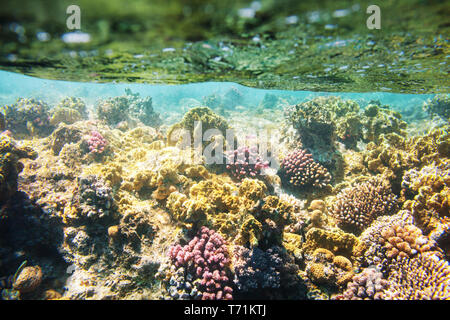 Coral reef Stockfoto