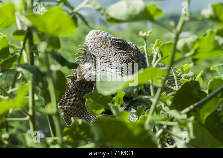 Iguana in grüne Blätter Dach, Südamerika, Ecuador. Stockfoto