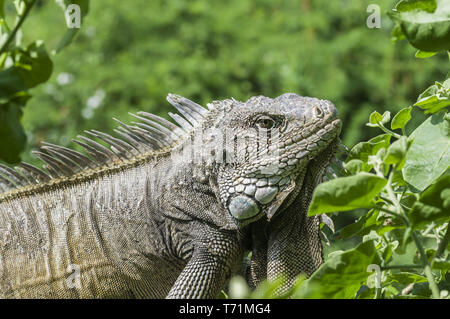 Iguana in grüne Blätter Dach, Südamerika, Ecuador. Stockfoto