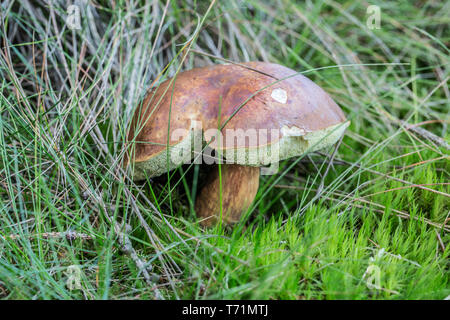 Braun genießbare Pilz im hohen Gras Stockfoto