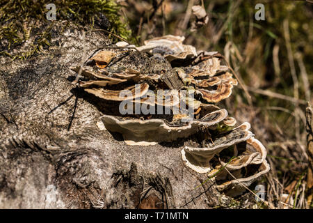 Schwamm Pilze auf toten Baumstamm Stockfoto