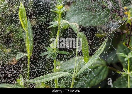 Mit Morgentau im Herbst Cobweb Stockfoto