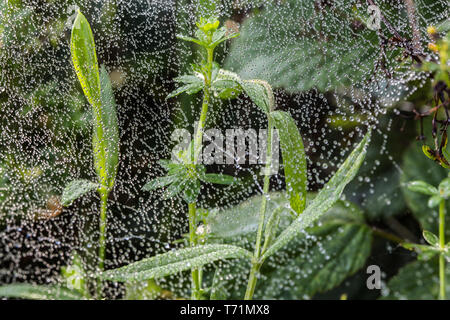 Mit Morgentau im Herbst Cobweb Stockfoto