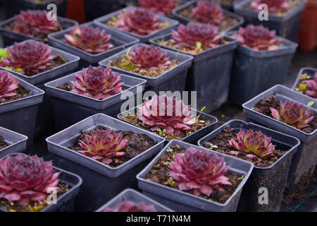 Sukkulente Pflanzen in Töpfen zum Verkauf auf dem Straßenmarkt, viele verschiedene Pflanzen in Blumentöpfen mischen Verkauf in Blumenladen, Draufsicht. Gartencenter mit lo Stockfoto