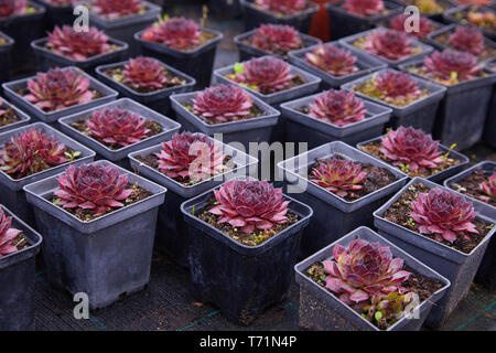 Sukkulente Pflanzen in Töpfen zum Verkauf auf dem Straßenmarkt, viele verschiedene Pflanzen in Blumentöpfen mischen Verkauf in Blumenladen, Draufsicht. Gartencenter mit lo Stockfoto