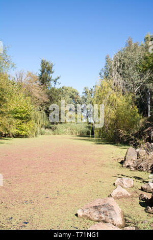 Das algenwachstum auf stehende Wasser von Goonoo Goonoo Creek bei Tamworth NSW Australien. Stockfoto