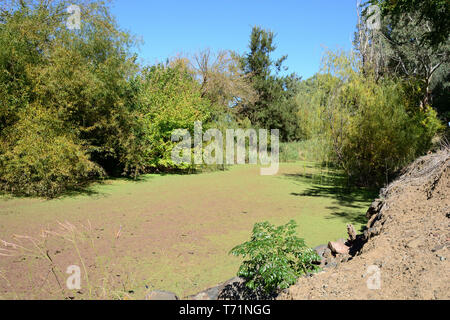 Das algenwachstum auf stehende Wasser von Goonoo Goonoo Creek bei Tamworth NSW Australien. Stockfoto