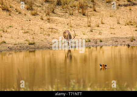 Spotted Deer (Achse) Junggesellenabschied Getränke ahnungslos in der Nähe Bengal Tiger, Tiger (Panthera tigris) im Wasser, Bandhavgarh Nationalpark, Madhya Pradesh Stockfoto