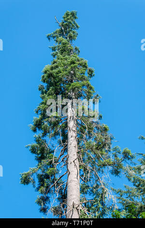 Nach oben Bei sehr hohen Pinien in Priester Point Park in Olympia, Washington gegen einen blauen Sommerhimmel. Stockfoto