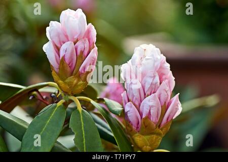 Rosa Rhododendron Blumen im Garten, Frühling Hintergrund Stockfoto