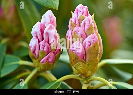 Rosa Rhododendron Blumen im Garten, Frühling Hintergrund Stockfoto