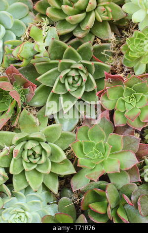 Sempervivum. Hauswurz succuelnts Form einer Anlage an der Wand in einer vertikalen Garten, Großbritannien Stockfoto