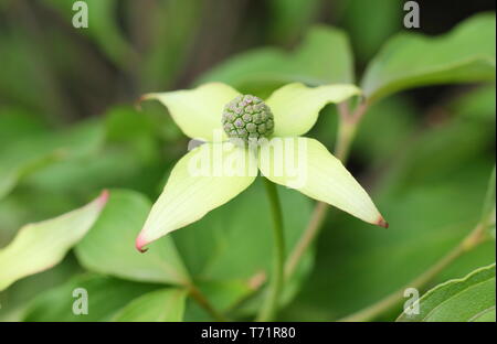 Cornus kousa 'Cappuccino'. Junge Frucht und hüllblätter dieses blühende Hartriegel im Frühjahr, bronze Laub zu entwickeln. Großbritannien Stockfoto