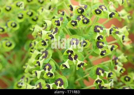 EUPHORBIA characias 'Black Pearl'. Charakteristische lindgrünen Blüten mit schwarzen Markierung von Wolfsmilch 'Black Pearl' blüht im Mai - Großbritannien Stockfoto