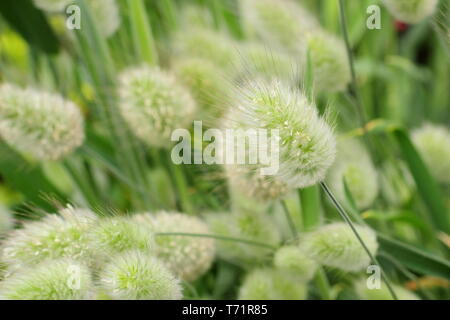 Lagurus ovatus. Dekorative, cremefarbene Büschel aus Hasenschwanzgras in einem britischen Garten. Wird auch als Hase-Schwanzgras bezeichnet Stockfoto