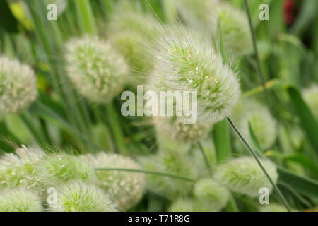 Lagurus ovatus. Dekorative, cremefarbene Büschel aus Hasenschwanzgras in einem britischen Garten. Wird auch als Hase-Schwanzgras bezeichnet Stockfoto