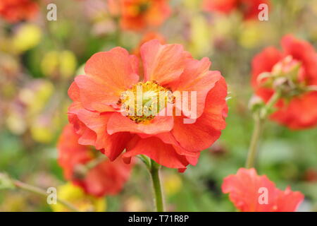 Geum's Scarlet Sturm". Lebendige, halbgefüllte Blüten von Geum Scarlet Sturm in der Mitte der Feder-UK Stockfoto