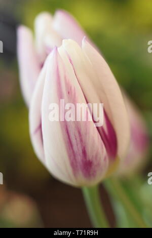 Tulipa "flammenden Flagge". Blüten dieser klassischen Form Triumph Tulip, Frühling, Großbritannien Stockfoto