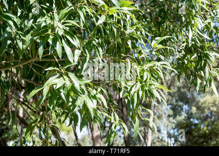 Blätter von Queensland Flasche Baum Brachychiton Rupestris. Stockfoto