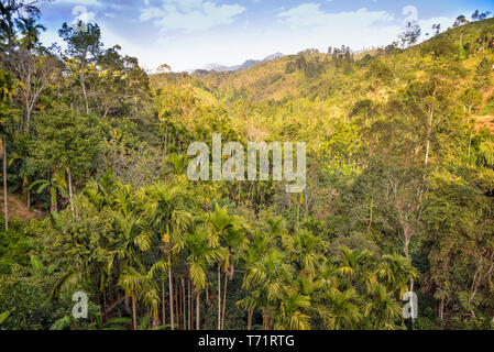 Wild Jungle Stockfoto